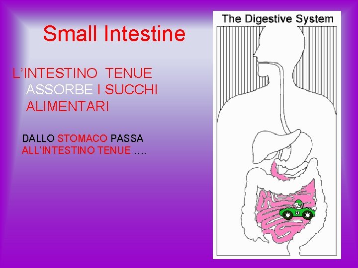 Small Intestine L’INTESTINO TENUE ASSORBE I SUCCHI ALIMENTARI DALLO STOMACO PASSA ALL’INTESTINO TENUE ….