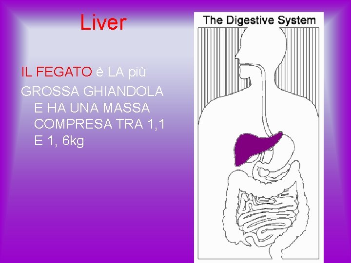 Liver IL FEGATO è LA più GROSSA GHIANDOLA E HA UNA MASSA COMPRESA TRA