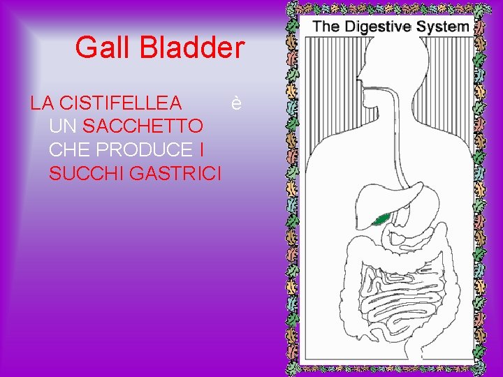 Gall Bladder LA CISTIFELLEA è UN SACCHETTO CHE PRODUCE I SUCCHI GASTRICI 