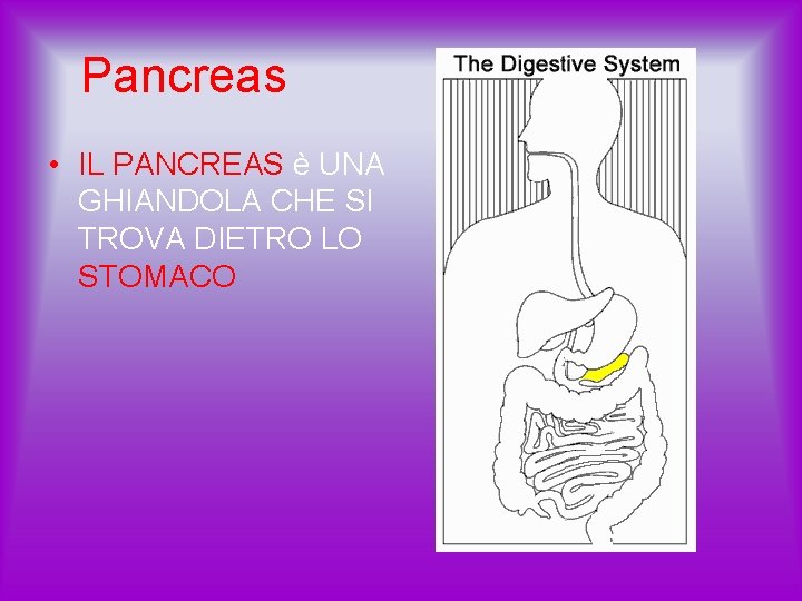 Pancreas • IL PANCREAS è UNA GHIANDOLA CHE SI TROVA DIETRO LO STOMACO 