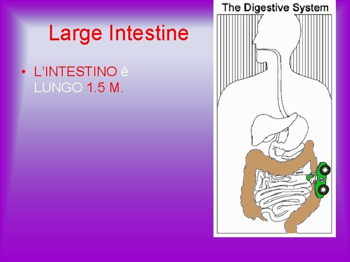 Large Intestine • L’INTESTINO è LUNGO 1. 5 M. 