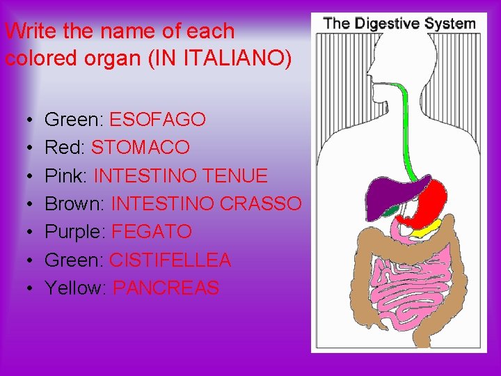 Write the name of each colored organ (IN ITALIANO) • • Green: ESOFAGO Red: