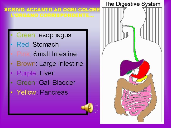 SCRIVO ACCANTO AD OGNI COLORE L’ORGANO CORRISPONDENTE… • • Green: esophagus Red: Stomach Pink: