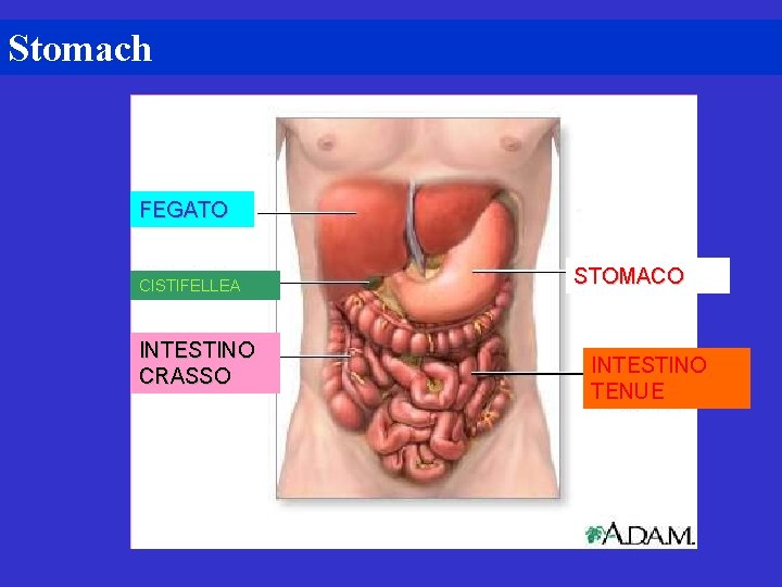 Stomach FEGATO CISTIFELLEA INTESTINO CRASSO STOMACO INTESTINO TENUE 