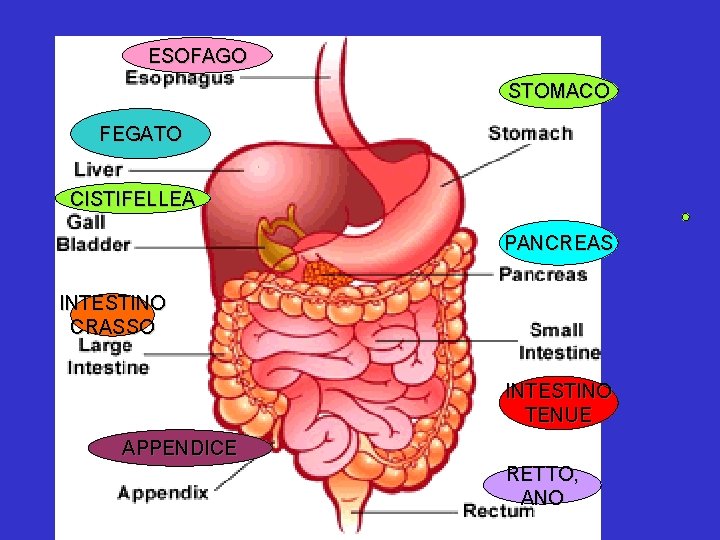 ESOFAGO STOMACO FEGATO CISTIFELLEA PANCREAS INTESTINO CRASSO INTESTINO TENUE APPENDICE RETTO, ANO 