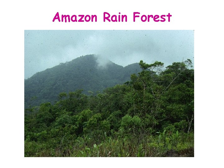 Amazon Rain Forest 