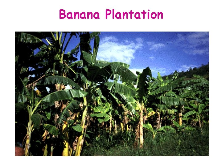 Banana Plantation 