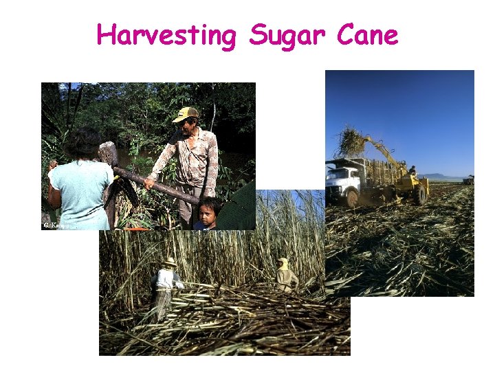 Harvesting Sugar Cane 