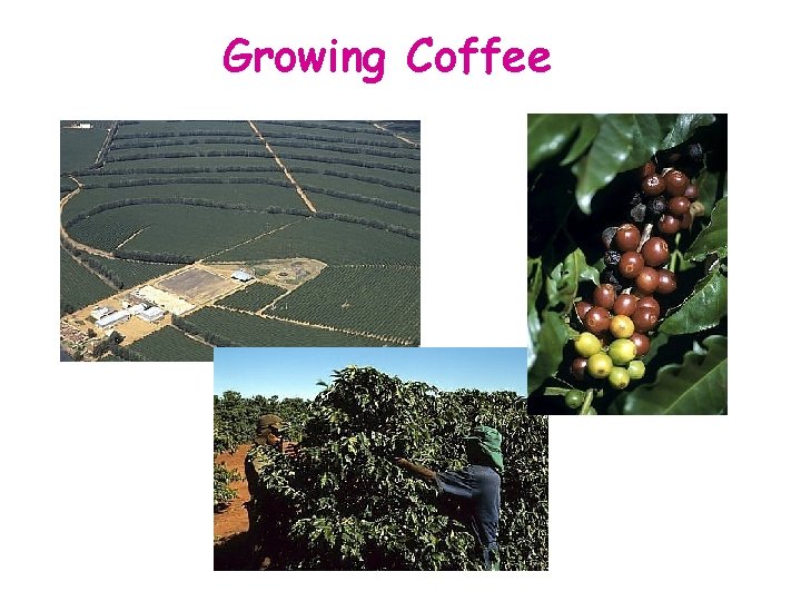 Growing Coffee 