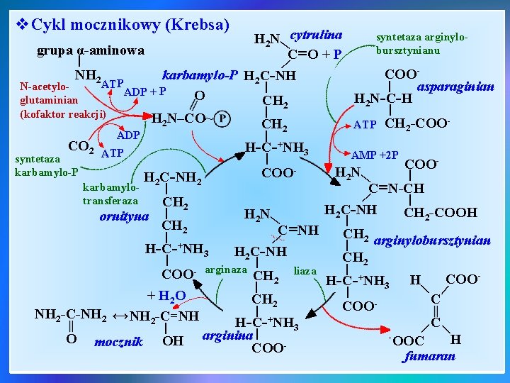 v. Cykl mocznikowy (Krebsa) | syntetaza arginylo. H 2 N cytrulina bursztynianu grupa α-aminowa