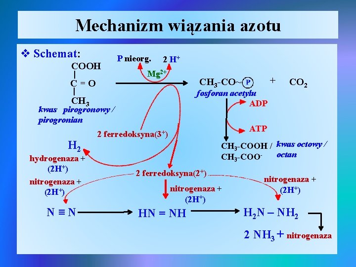 Mechanizm wiązania azotu v Schemat: COOH | C=O P nieorg. 2 H+ Mg 2+