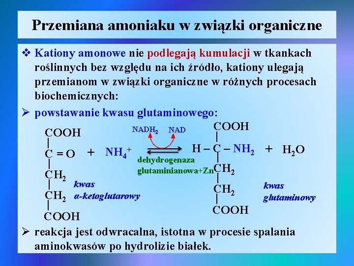 Przemiana amoniaku w związki organiczne v Kationy amonowe nie podlegają kumulacji w tkankach roślinnych