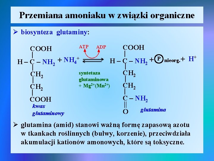 Przemiana amoniaku w związki organiczne Ø biosynteza glutaminy: ATP ADP COOH | | +