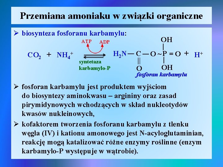 Przemiana amoniaku w związki organiczne Ø biosynteza fosforanu karbamylu: ATP C O OH |