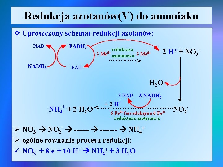 Redukcja azotanów(V) do amoniaku v Uproszczony schemat redukcji azotanów: NADH 2 FADH 2 reduktaza