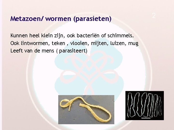 Metazoen/ wormen (parasieten) Kunnen heel klein zijn, ook bacteriën of schimmels. Ook lintwormen, teken