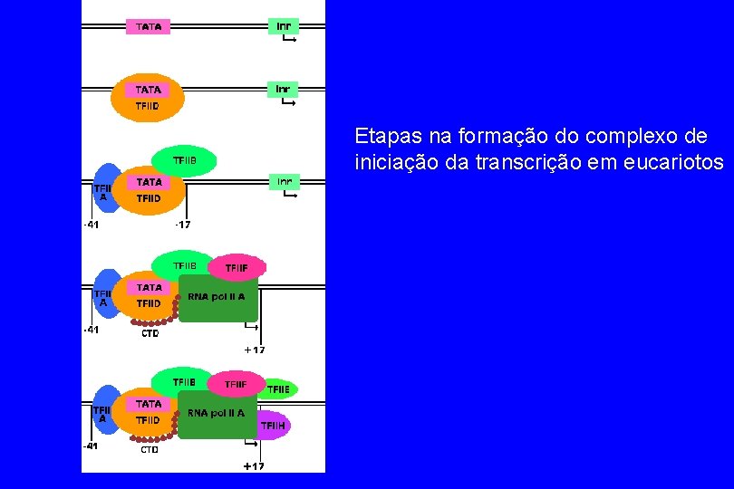 Etapas na formação do complexo de iniciação da transcrição em eucariotos 