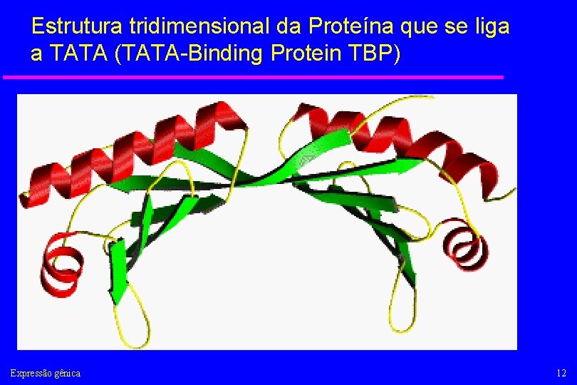 Estrutura tridimensional da Proteína que se liga a TATA (TATA-Binding Protein TBP) Expressão gênica