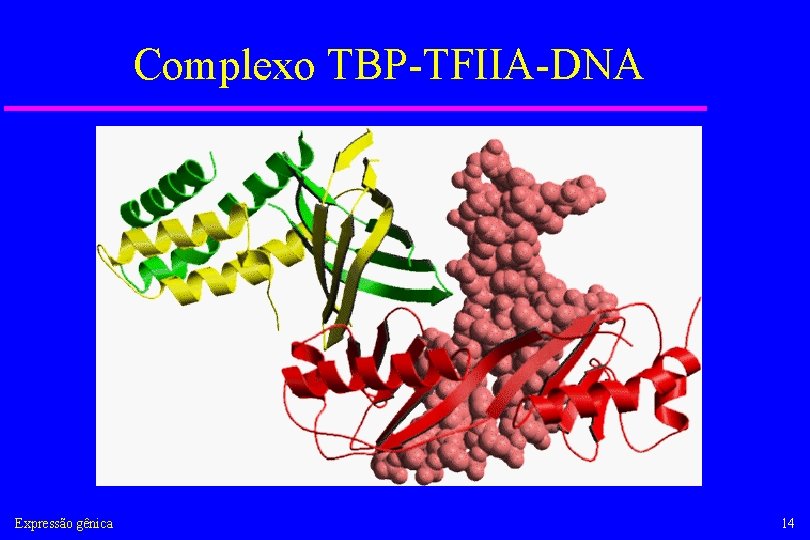 Complexo TBP-TFIIA-DNA Expressão gênica 14 
