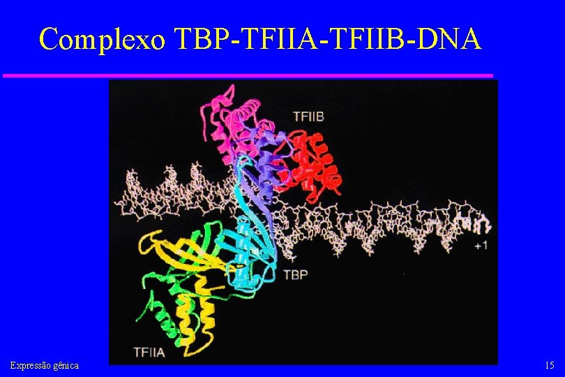 Complexo TBP-TFIIA-TFIIB-DNA Expressão gênica 15 