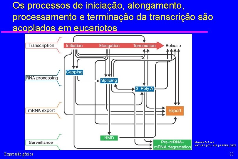 Os processos de iniciação, alongamento, processamento e terminação da transcrição são acoplados em eucariotos