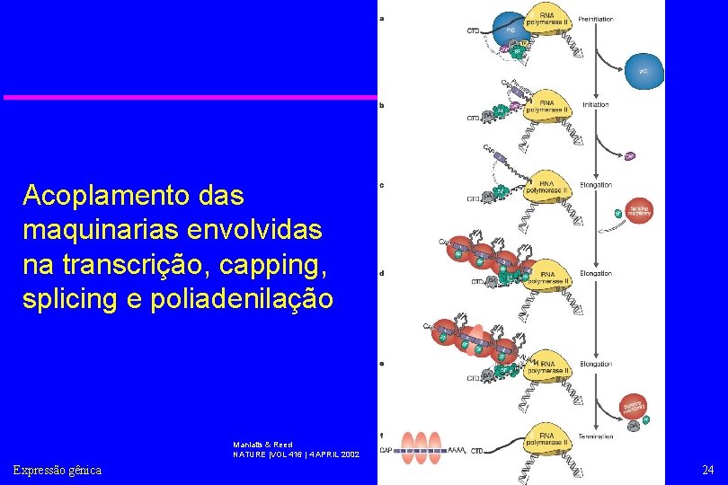 Acoplamento das maquinarias envolvidas na transcrição, capping, splicing e poliadenilação Maniatis & Reed NATURE