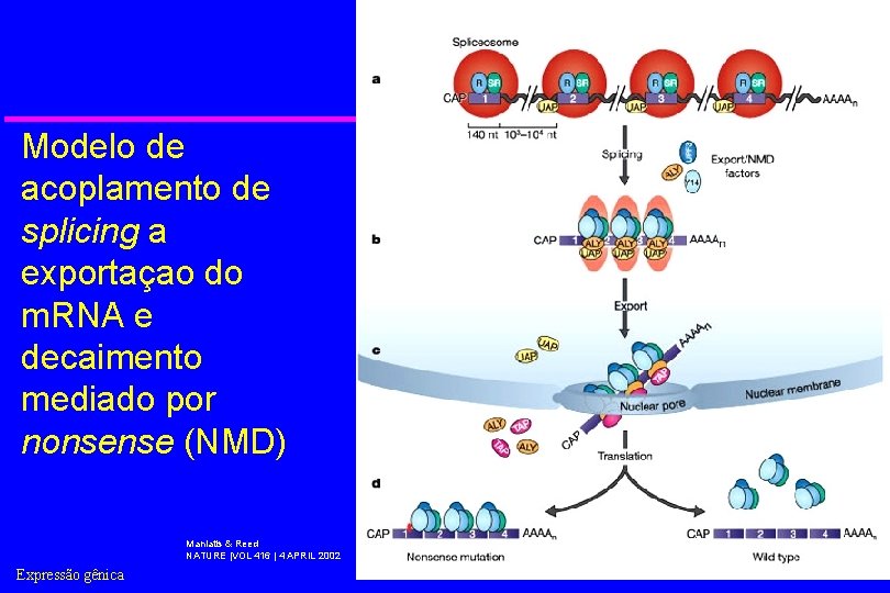 Modelo de acoplamento de splicing a exportaçao do m. RNA e decaimento mediado por