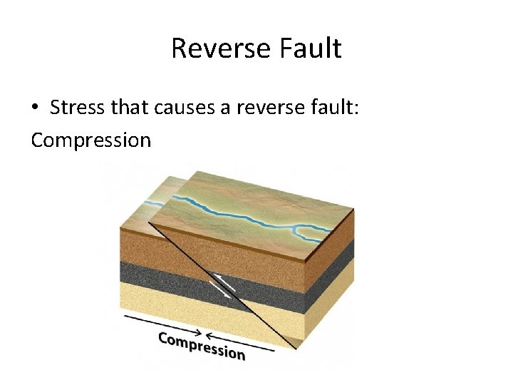 Reverse Fault • Stress that causes a reverse fault: Compression 