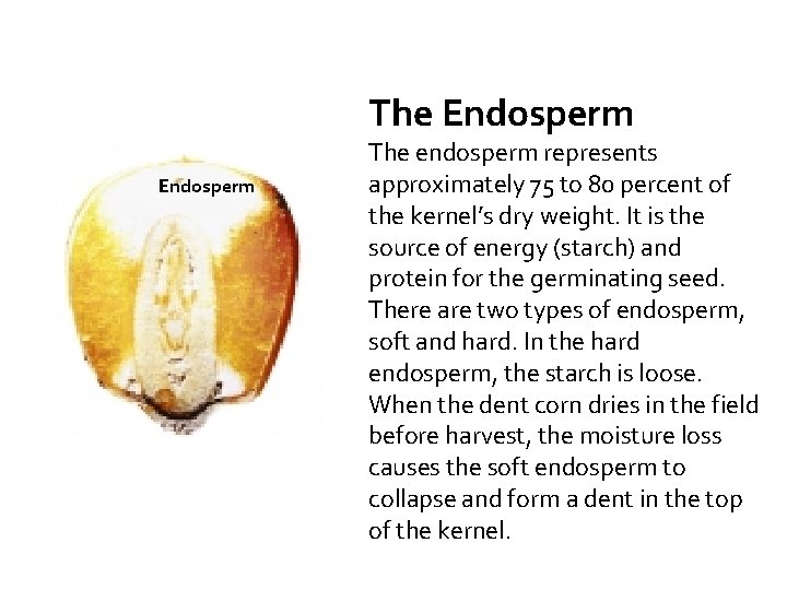 The Endosperm The endosperm represents approximately 75 to 80 percent of the kernel’s dry