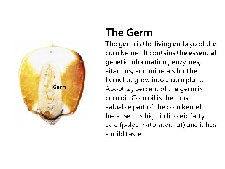 The Germ The germ is the living embryo of the corn kernel. It contains