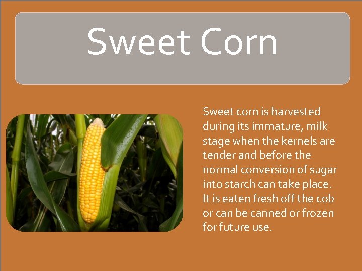 Sweet Corn Sweet corn is harvested during its immature, milk stage when the kernels