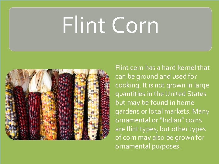 Flint Corn Flint corn has a hard kernel that can be ground and used