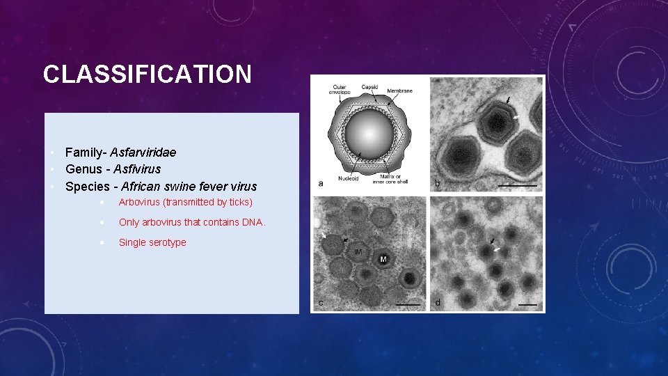 CLASSIFICATION • Family- Asfarviridae • Genus - Asfivirus • Species - African swine fever
