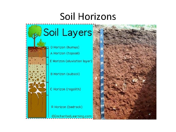 Soil Horizons 