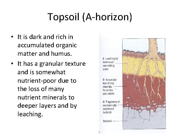 Topsoil (A-horizon) • It is dark and rich in accumulated organic matter and humus.