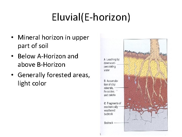 Eluvial(E-horizon) • Mineral horizon in upper part of soil • Below A-Horizon and above