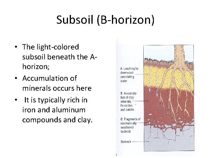 Subsoil (B-horizon) • The light-colored subsoil beneath the Ahorizon; • Accumulation of minerals occurs