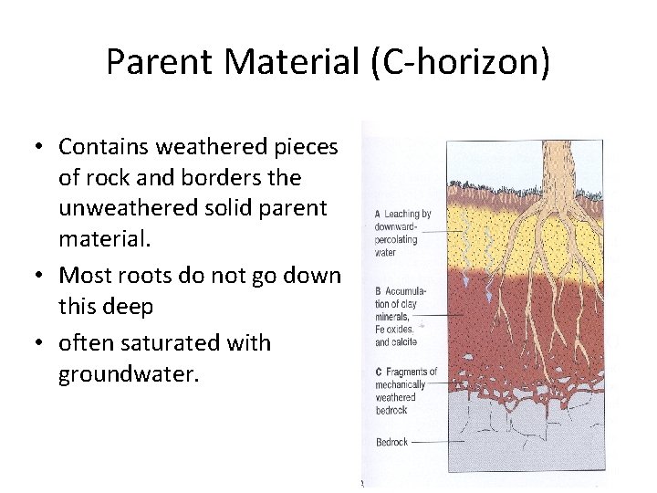 Parent Material (C-horizon) • Contains weathered pieces of rock and borders the unweathered solid