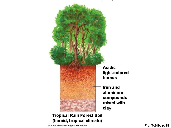 Acidic light-colored humus Iron and aluminum compounds mixed with clay Tropical Rain Forest Soil