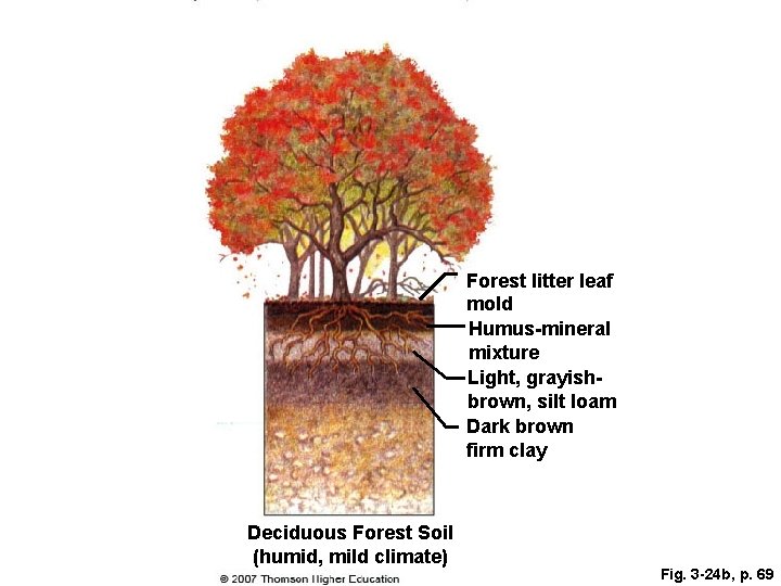 Forest litter leaf mold Humus-mineral mixture Light, grayishbrown, silt loam Dark brown firm clay