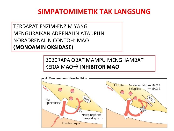 SIMPATOMIMETIK TAK LANGSUNG TERDAPAT ENZIM-ENZIM YANG MENGURAIKAN ADRENALIN ATAUPUN NORADRENALIN CONTOH: MAO (MONOAMIN OKSIDASE)