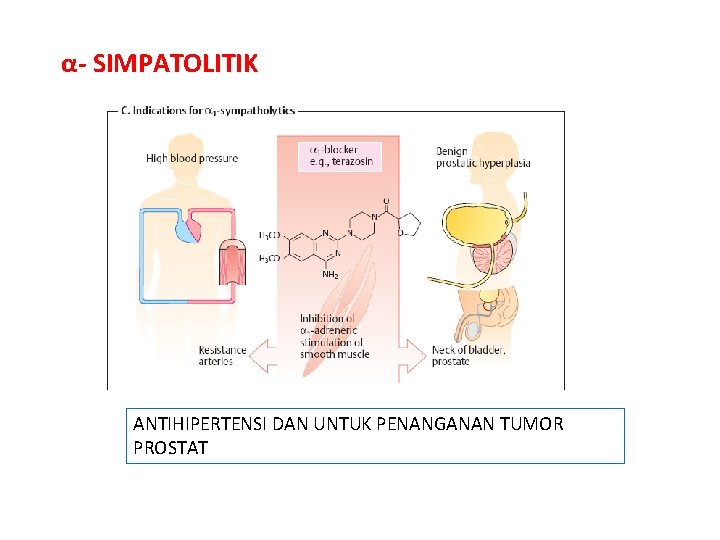 α- SIMPATOLITIK ANTIHIPERTENSI DAN UNTUK PENANGANAN TUMOR PROSTAT 