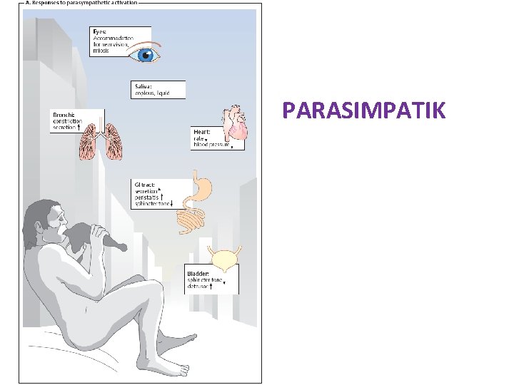 PARASIMPATIK 