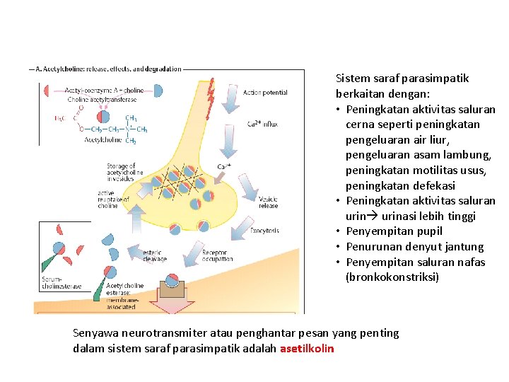 Sistem saraf parasimpatik berkaitan dengan: • Peningkatan aktivitas saluran cerna seperti peningkatan pengeluaran air