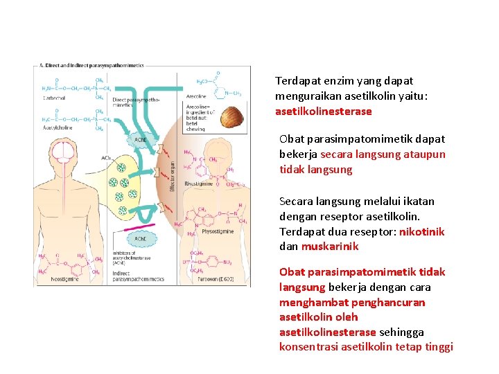 Terdapat enzim yang dapat menguraikan asetilkolin yaitu: asetilkolinesterase Obat parasimpatomimetik dapat bekerja secara langsung