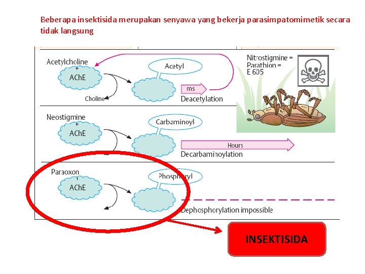 Beberapa insektisida merupakan senyawa yang bekerja parasimpatomimetik secara tidak langsung INSEKTISIDA 