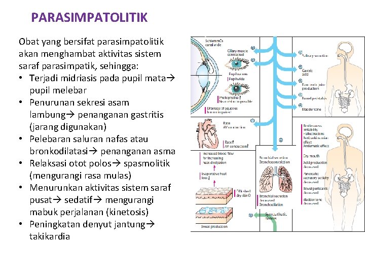 PARASIMPATOLITIK Obat yang bersifat parasimpatolitik akan menghambat aktivitas sistem saraf parasimpatik, sehingga: • Terjadi