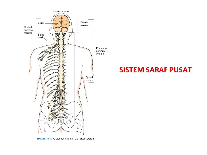 SISTEM SARAF PUSAT 