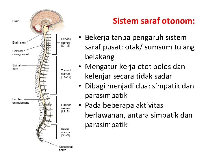 Sistem saraf otonom: • Bekerja tanpa pengaruh sistem saraf pusat: otak/ sumsum tulang belakang
