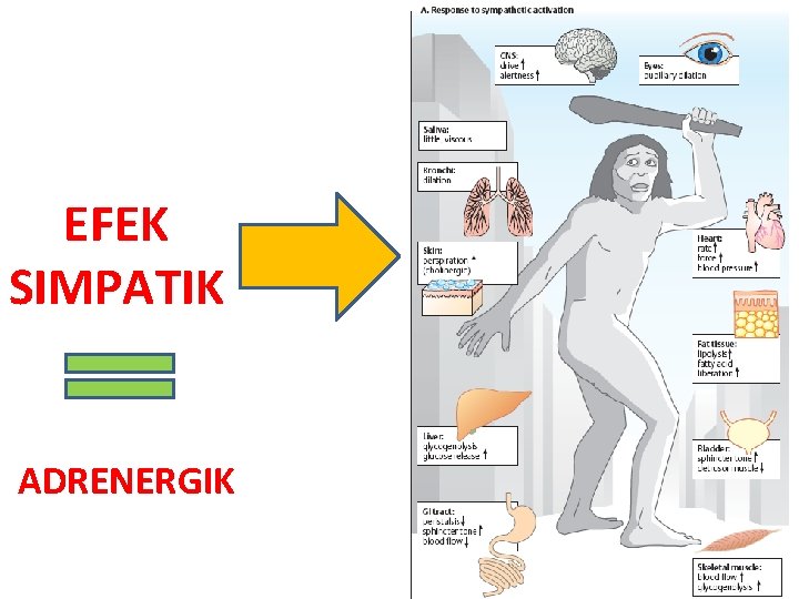 EFEK SIMPATIK ADRENERGIK 
